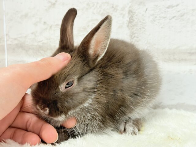 なでなでOK◎甘々チョコレート🐰🍫💖ネザーランドドワーフ(チョコレート) 男の子 ネザーランドドワーフ