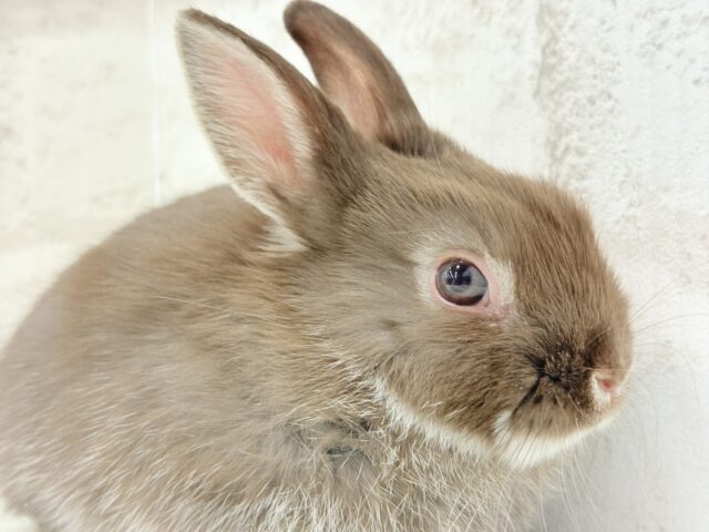 なでなでOK◎甘々チョコレート🐰🍫💖ネザーランドドワーフ(チョコレート) 男の子 ネザーランドドワーフ