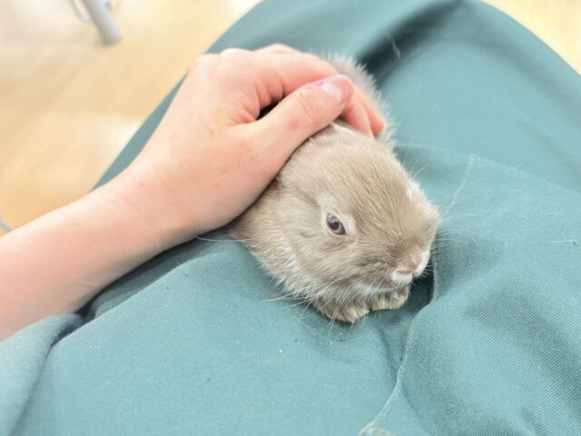 なでなでOK◎甘々チョコレート🐰🍫💖ネザーランドドワーフ(チョコレート) 男の子 ネザーランドドワーフ