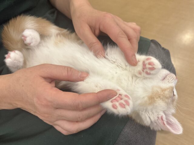 マンチカン
