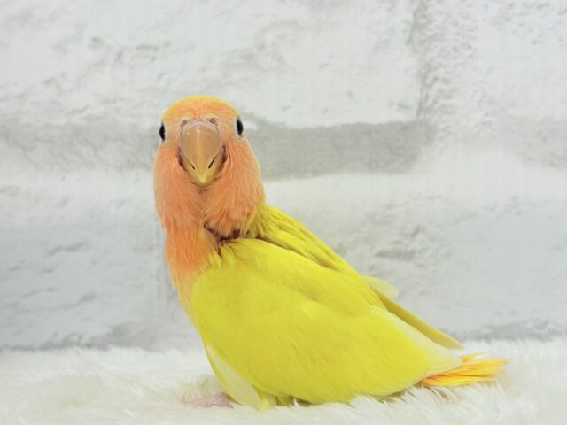 【最新画像更新🪄】ビビットカラー💛太陽サンサン🐣🔆コザクラインコ(ルチノーオパーリン) ヒナ コザクラインコ(小桜インコ)