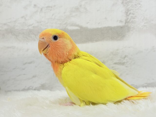 【最新画像更新🪄】ビビットカラー💛太陽サンサン🐣🔆コザクラインコ(ルチノーオパーリン) ヒナ コザクラインコ(小桜インコ)