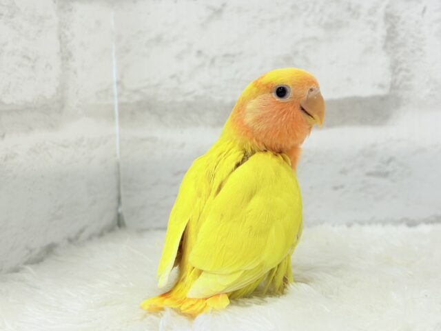 【最新画像更新🪄】ビビットカラー💛太陽サンサン🐣🔆コザクラインコ(ルチノーオパーリン) ヒナ コザクラインコ(小桜インコ)
