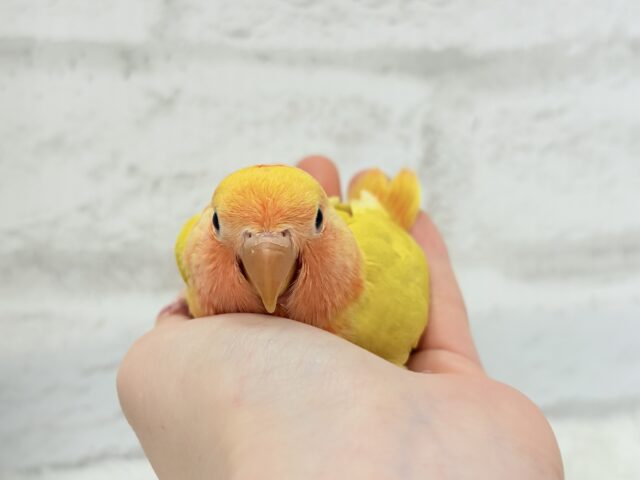 【最新画像更新🪄】ビビットカラー💛太陽サンサン🐣🔆コザクラインコ(ルチノーオパーリン) ヒナ コザクラインコ(小桜インコ)