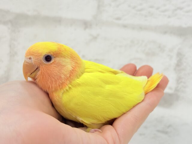 【最新画像更新🪄】ビビットカラー💛太陽サンサン🐣🔆コザクラインコ(ルチノーオパーリン) ヒナ コザクラインコ(小桜インコ)