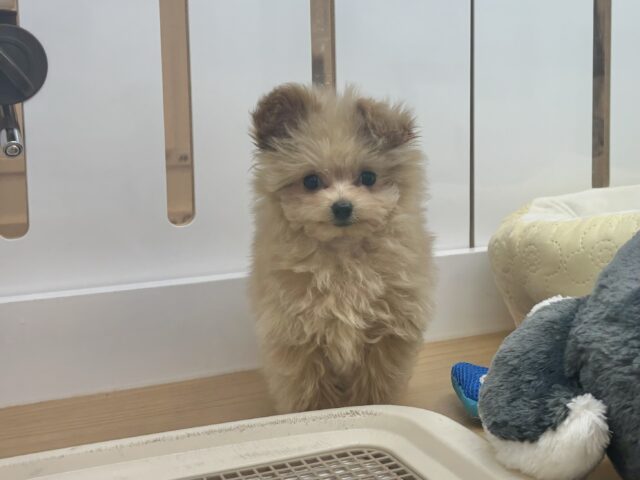 ポメプー