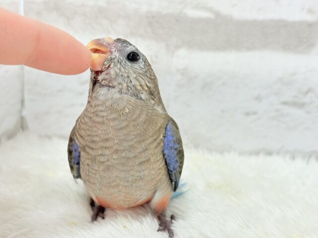 【最新画像更新🪄】ふわほわもこっ♡ピンク色の天使ちゃん🧚♀️💖アキクサインコ(ノーマル) ヒナ アキクサインコ(秋草インコ)