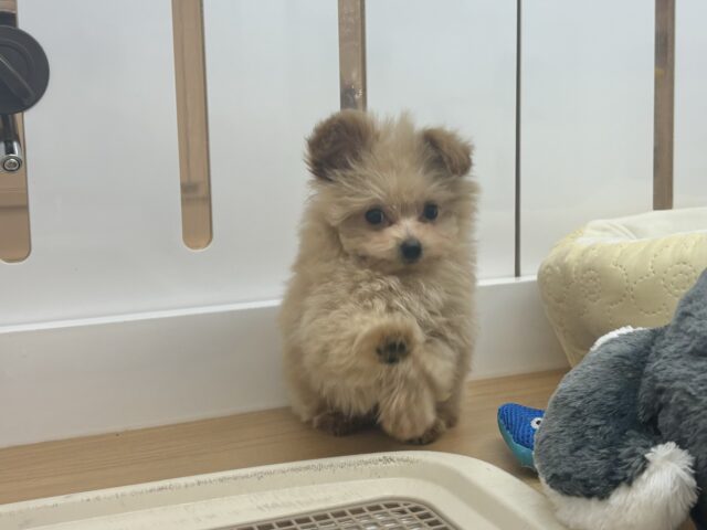 ポメプー
