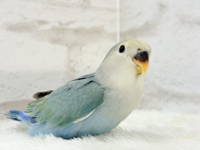 【最新画像更新🪄】チャームポイントはキュルキュルおめめ🐣🫧コザクラインコ(ブルーチェリーパイド) ヒナ コザクラインコ(小桜インコ)