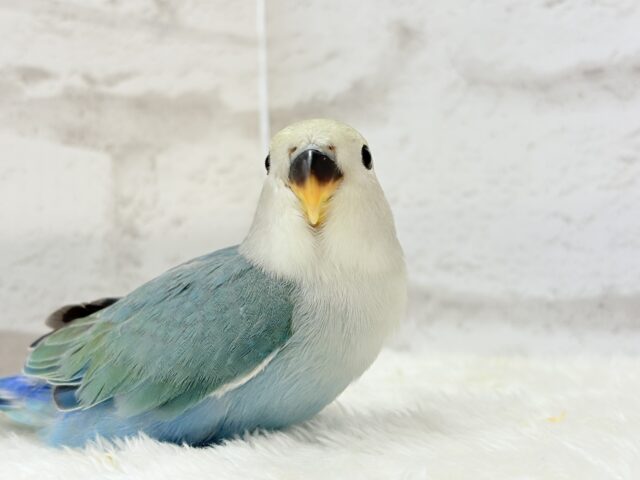 【最新画像更新🪄】チャームポイントはキュルキュルおめめ🐣🫧コザクラインコ(ブルーチェリーパイド) ヒナ コザクラインコ(小桜インコ)