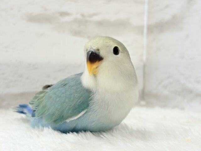 【最新画像更新🪄】チャームポイントはキュルキュルおめめ🐣🫧コザクラインコ(ブルーチェリーパイド) ヒナ コザクラインコ(小桜インコ)