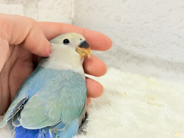 【最新画像更新🪄】チャームポイントはキュルキュルおめめ🐣🫧コザクラインコ(ブルーチェリーパイド) ヒナ コザクラインコ(小桜インコ)