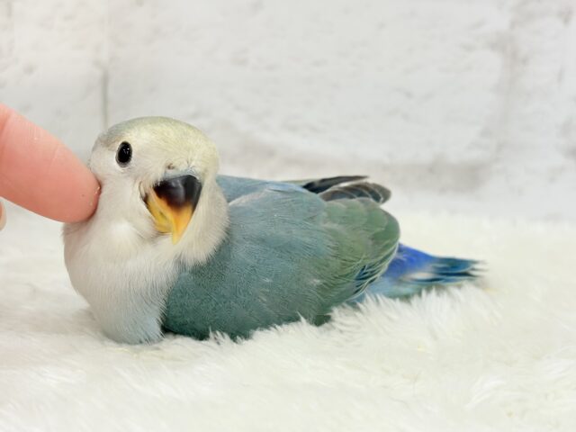 【最新画像更新🪄】チャームポイントはキュルキュルおめめ🐣🫧コザクラインコ(ブルーチェリーパイド) ヒナ コザクラインコ(小桜インコ)