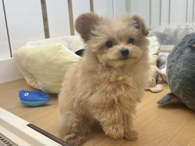 ポメプー