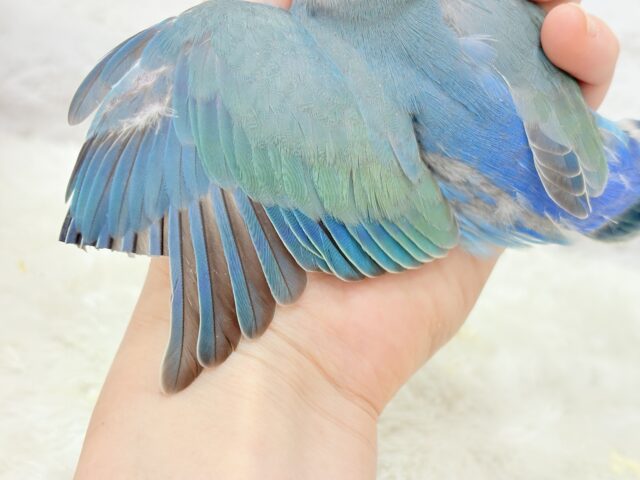 【最新画像更新🪄】チャームポイントはキュルキュルおめめ🐣🫧コザクラインコ(ブルーチェリーパイド) ヒナ コザクラインコ(小桜インコ)