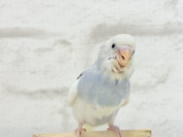 【最新画像更新🪄】個性的カラー☆上目遣いが得意な子♥セキセイインコ(パイド) ヒナ セキセイインコ