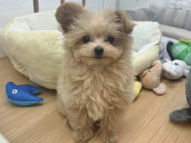 ポメプー