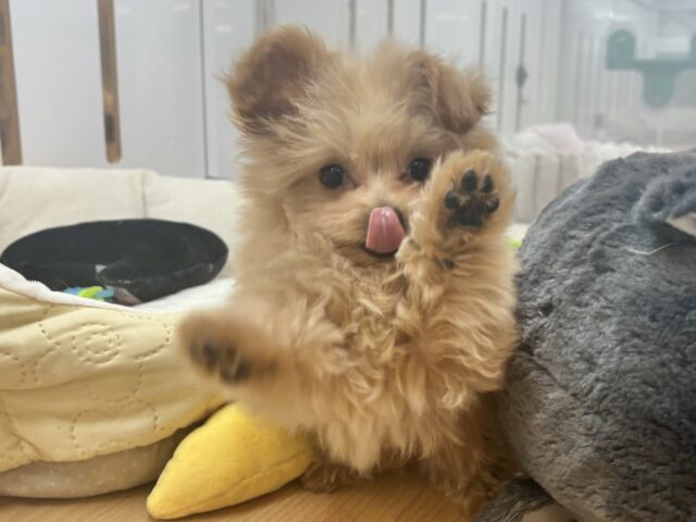 ポメプー