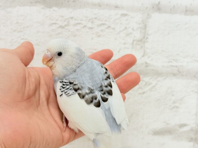 【最新画像更新🪄】個性的カラー☆上目遣いが得意な子♥セキセイインコ(パイド) ヒナ セキセイインコ