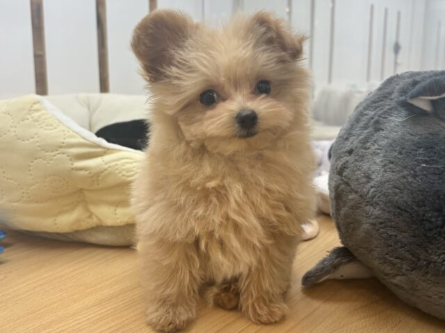 クマしゃんじゃないよ🧸?ポメプーくん! ポメプー