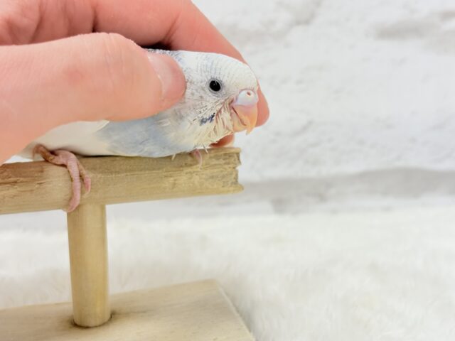 【最新画像更新🪄】個性的カラー☆上目遣いが得意な子♥セキセイインコ(パイド) ヒナ セキセイインコ