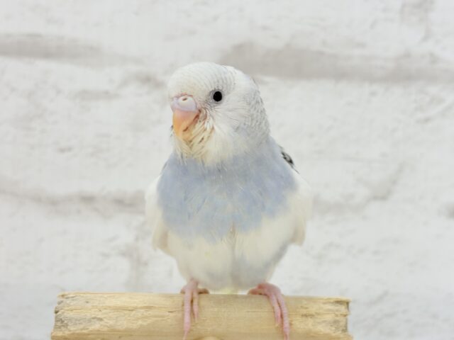 【最新画像更新🪄】個性的カラー☆上目遣いが得意な子♥セキセイインコ(パイド) ヒナ セキセイインコ