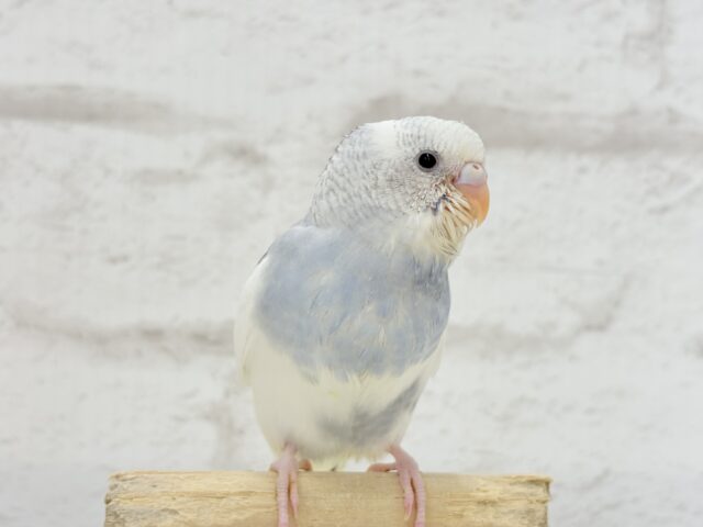 【最新画像更新🪄】個性的カラー☆上目遣いが得意な子♥セキセイインコ(パイド) ヒナ セキセイインコ