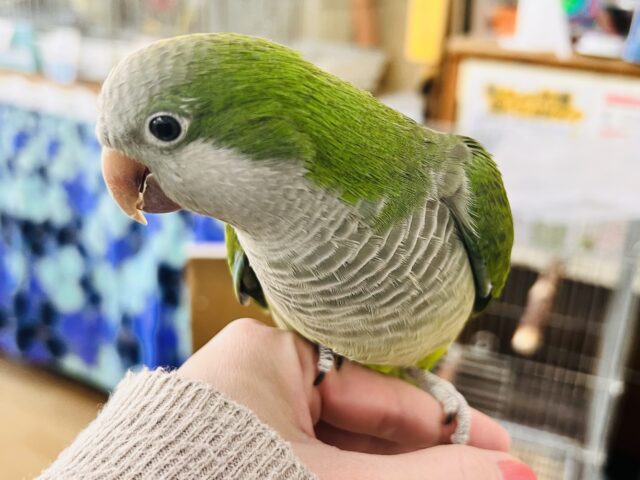 画像更新☆コロンコロン♪オキナインコ(グリーン) オキナインコ