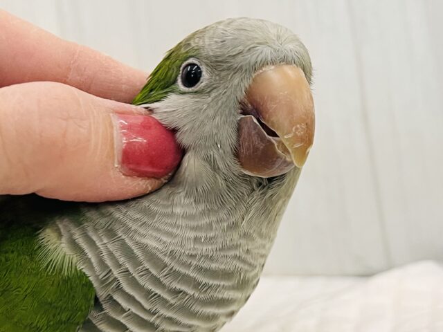 オキナインコ