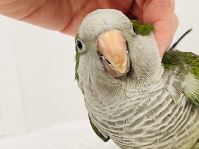 画像更新☆コロンコロン♪オキナインコ(グリーン) オキナインコ