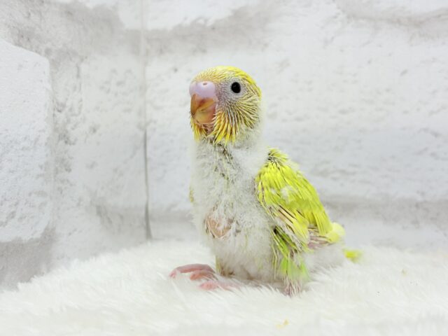 【最新画像・動画更新🪄】キラキラおめめに映る世界🐣🌎💫セキセイインコ(スパングル) ヒナ セキセイインコ