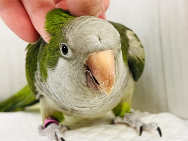 画像更新☆コロンコロン♪オキナインコ(グリーン) オキナインコ