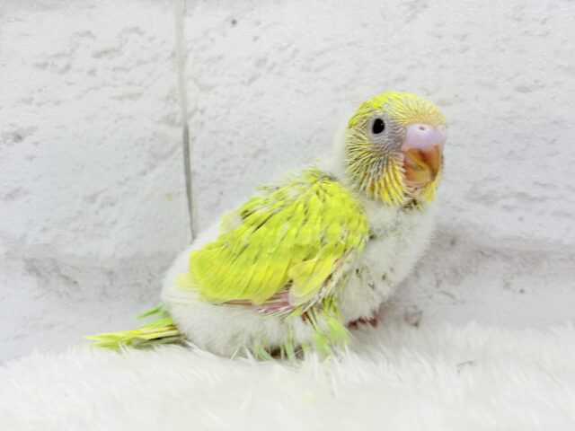 【最新画像・動画更新🪄】キラキラおめめに映る世界🐣🌎💫セキセイインコ(スパングル) ヒナ セキセイインコ