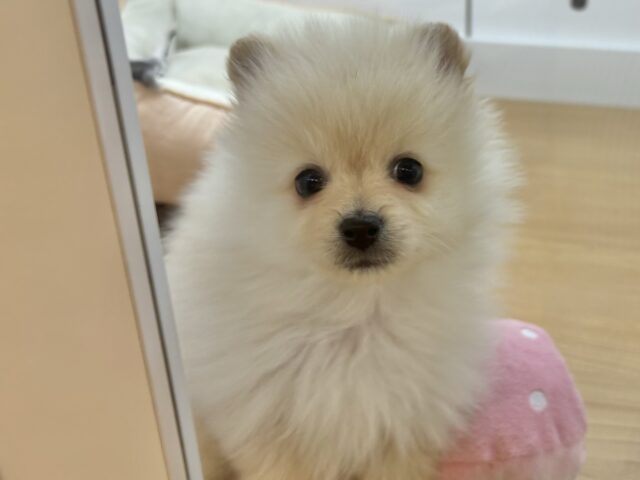 ポメラニアン