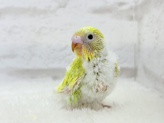 【最新画像・動画更新🪄】キラキラおめめに映る世界🐣🌎💫セキセイインコ(スパングル) ヒナ セキセイインコ