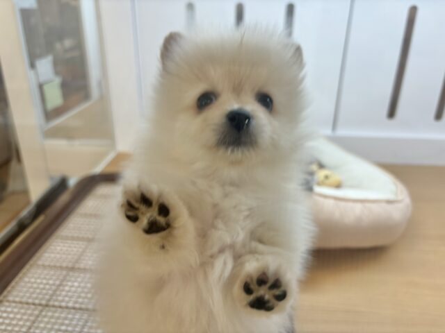 ポメラニアン