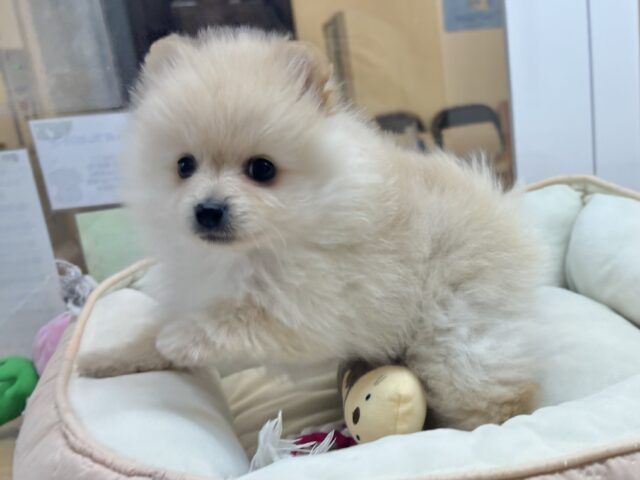 ポメラニアン