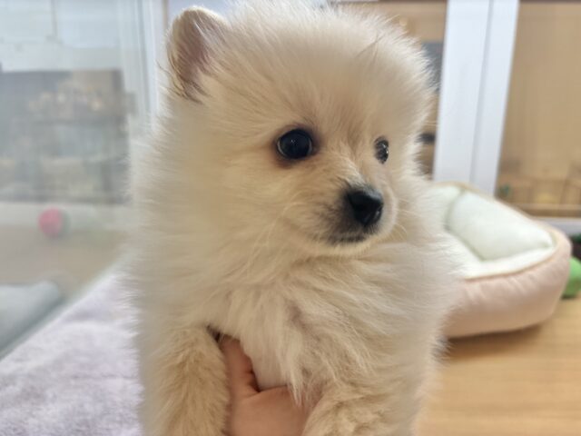 ポメラニアン