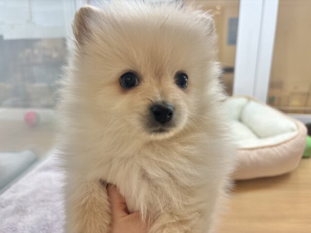 ポメラニアン