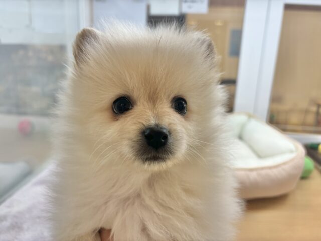 ポメラニアン