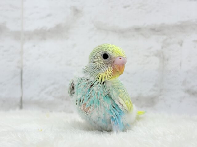 しゅわっ🫧パチッ🪅メロンソーダ🐣💚セキセイインコ(パステルカラーレインボー) ヒナ セキセイインコ