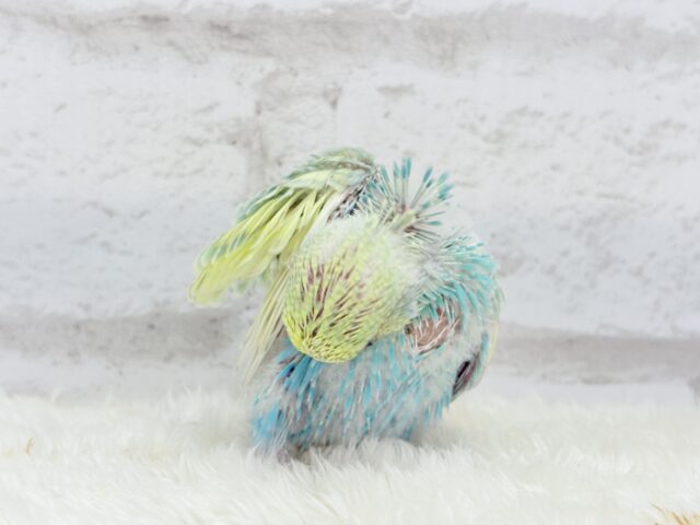 しゅわっ🫧パチッ🪅メロンソーダ🐣💚セキセイインコ(パステルカラーレインボー) ヒナ セキセイインコ