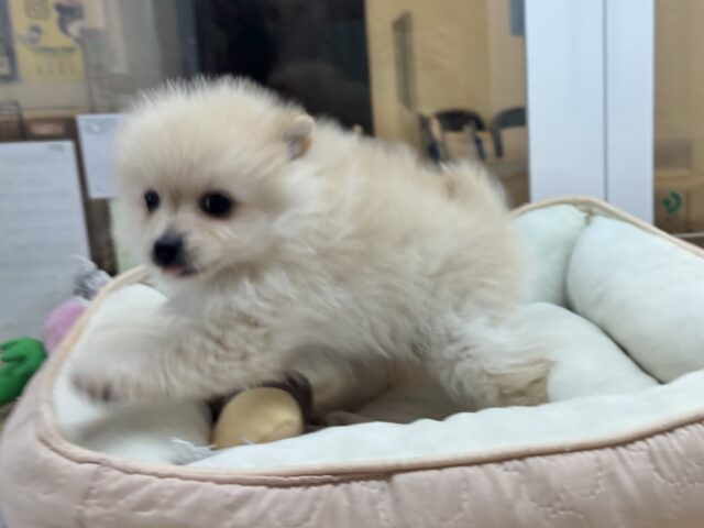 ポメラニアン