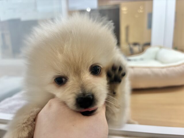 ポメラニアン