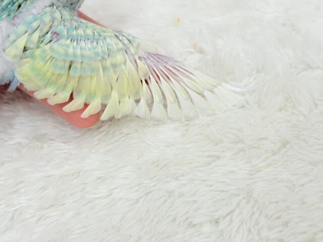 しゅわっ🫧パチッ🪅メロンソーダ🐣💚セキセイインコ(パステルカラーレインボー) ヒナ セキセイインコ