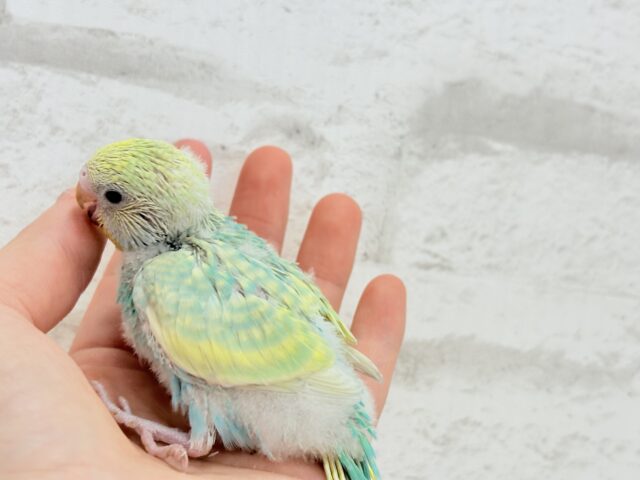 しゅわっ🫧パチッ🪅メロンソーダ🐣💚セキセイインコ(パステルカラーレインボー) ヒナ セキセイインコ