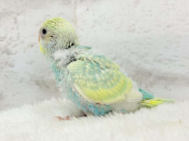 しゅわっ🫧パチッ🪅メロンソーダ🐣💚セキセイインコ(パステルカラーレインボー) ヒナ セキセイインコ