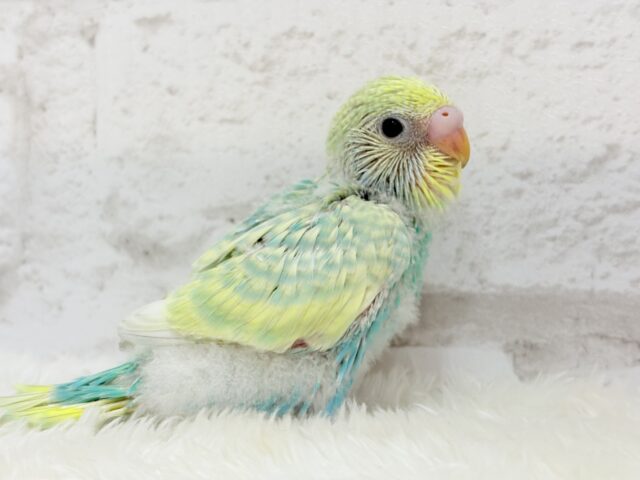 しゅわっ🫧パチッ🪅メロンソーダ🐣💚セキセイインコ(パステルカラーレインボー) ヒナ セキセイインコ