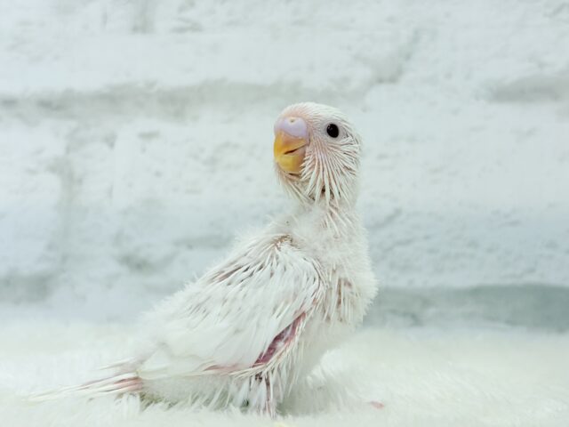 【最新画像・動画更新🪄】ホワイトペンギンちゃん🐧🤍セキセイインコ(アルビノ) ヒナ セキセイインコ