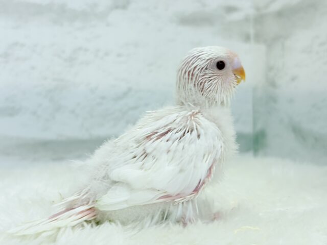 【最新画像・動画更新🪄】ホワイトペンギンちゃん🐧🤍セキセイインコ(アルビノ) ヒナ セキセイインコ